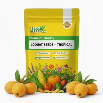 Loquat Seeds – Tropical