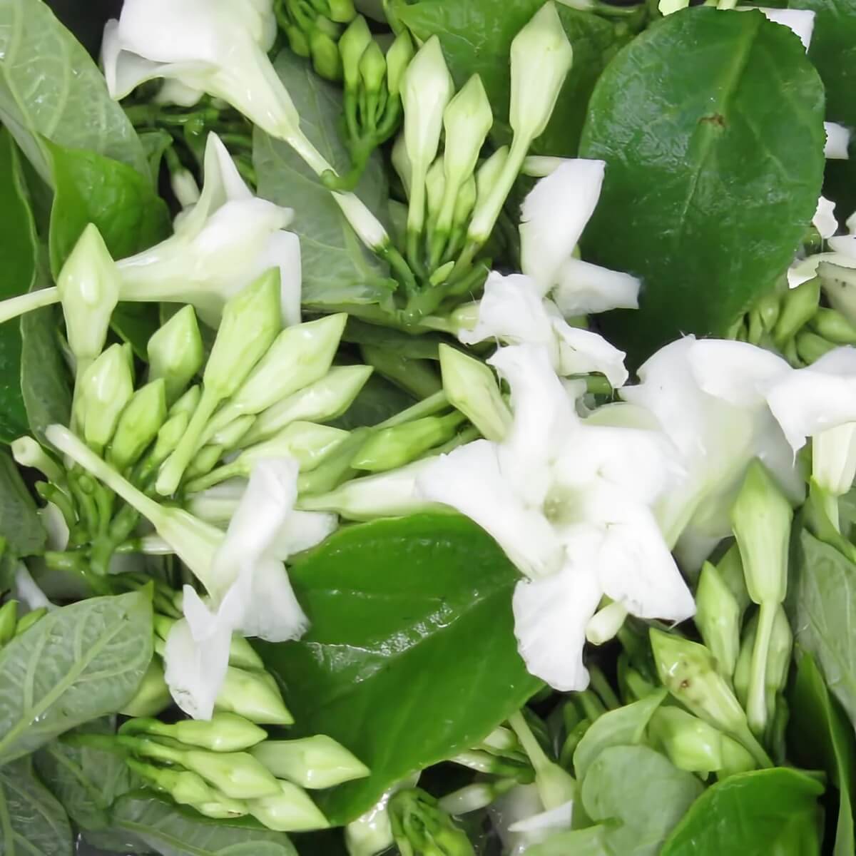 Loroco Seeds - Vgetable Plant for Home Gardens