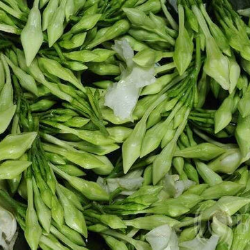 Loroco Seeds - Vgetable Plant for Home Gardens