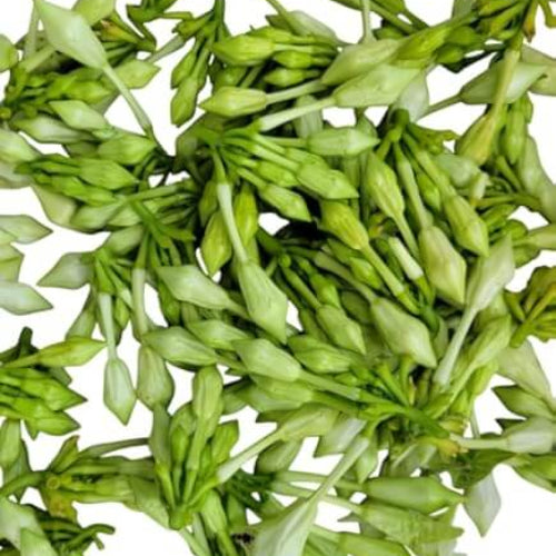 Loroco Seeds - Vgetable Plant for Home Gardens
