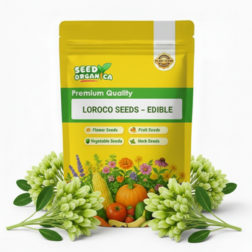 Loroco Seeds – Edible