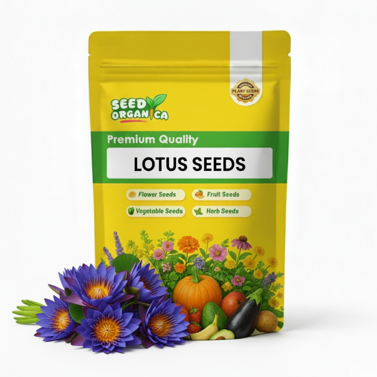 Lotus Seeds