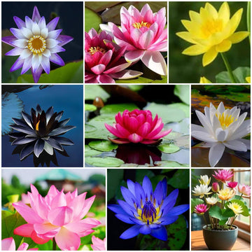 Lotus Seeds - All In One For Home Gardens