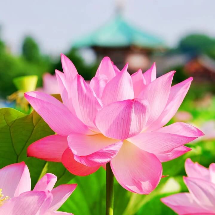 Lotus Seeds - All In One For Home Gardens