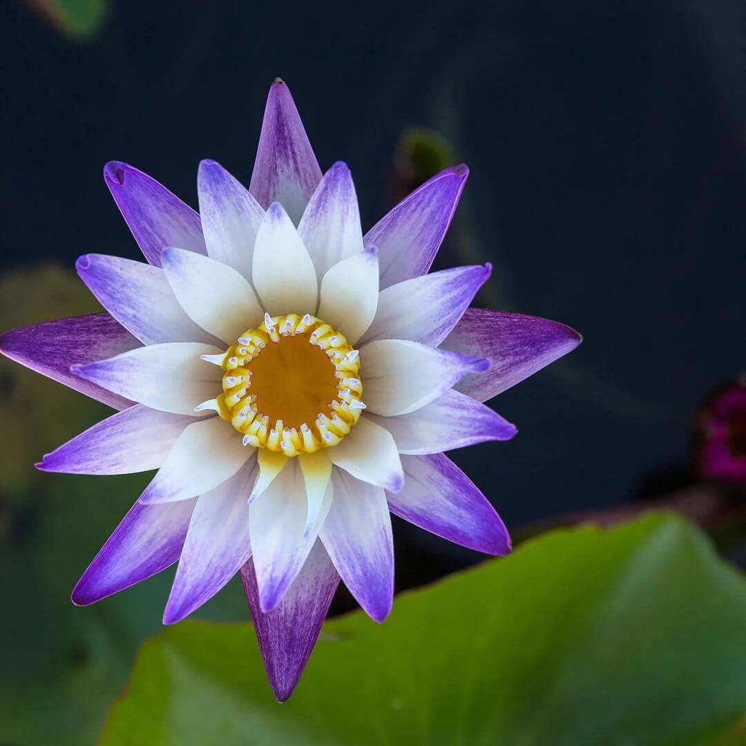 Lotus Seeds - All In One For Home Gardens