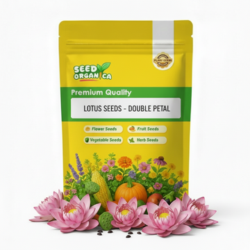 Lotus Seeds - Double Petal