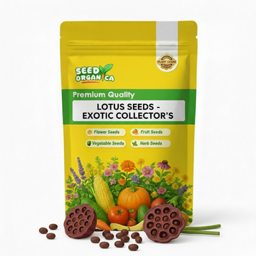 Lotus Seeds -  Exotic Collector’s