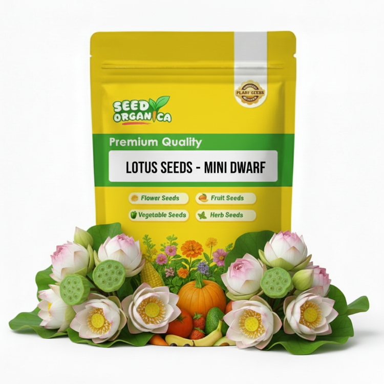 Lotus Seeds - Mini Dwarf