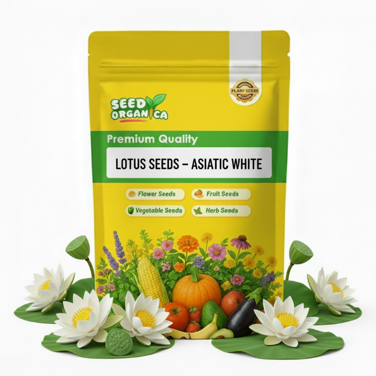 Lotus Seeds – Asiatic White