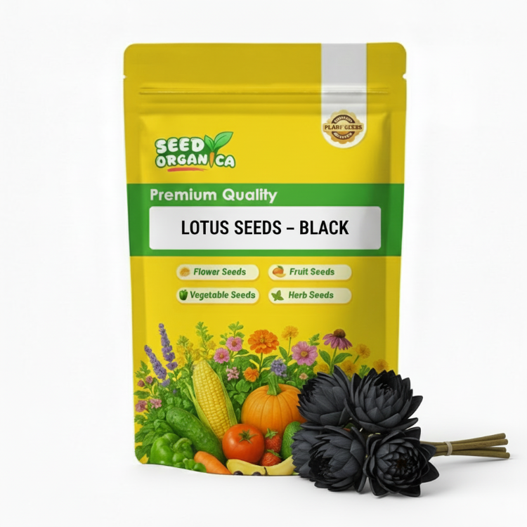 Lotus Seeds – Black