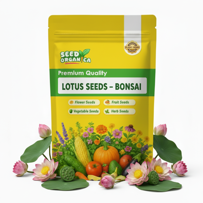 Botan Seed Bonsai Lotus Seeds | Aquatic Flower Seeds for Containers