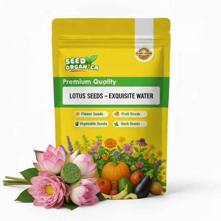 Lotus Seeds – Exquisite Water