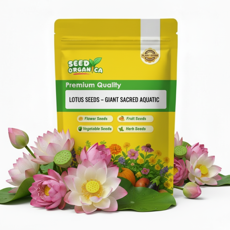 Lotus Seeds – Giant Sacred  Aquatic
