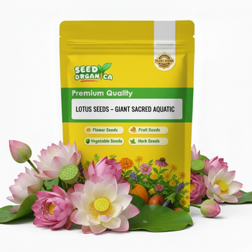 Lotus Seeds – Giant Sacred  Aquatic