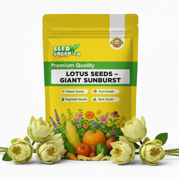 Lotus Seeds – Giant Sunburst