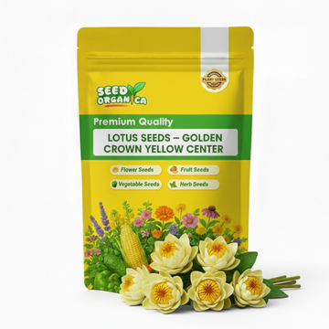 Lotus Seeds – Golden Crown Yellow Center
