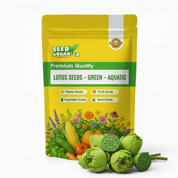 Lotus Seeds – Green – Aquatic