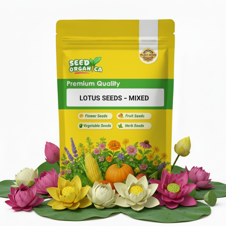 Lotus Seeds – Mixed
