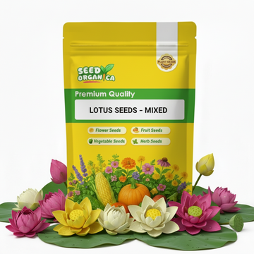 Lotus Seeds – Mixed