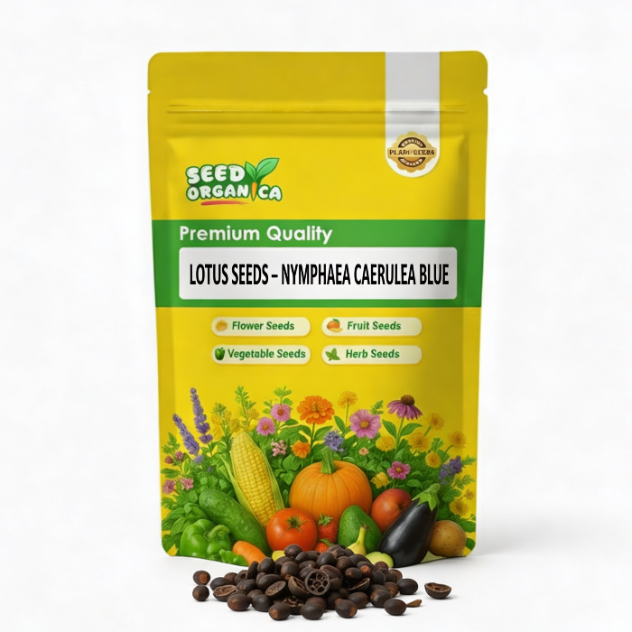 Lotus Seeds – Nymphaea caerulea Blue