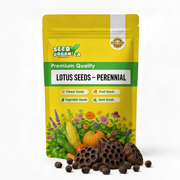 Lotus Seeds – Perennial