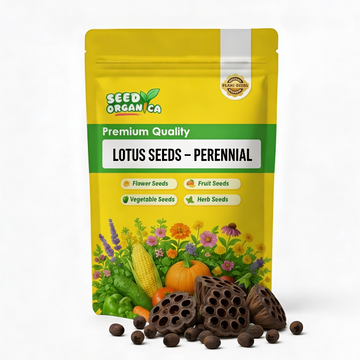 Lotus Seeds – Perennial
