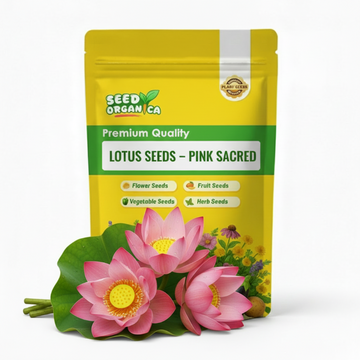 Lotus Seeds – Pink Sacred