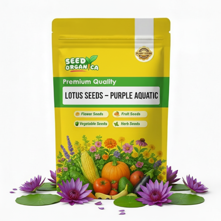 Lotus Seeds –  Purple Aquatic