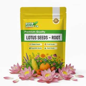 Lotus Seeds – Root