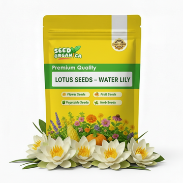 Lotus Seeds – Water Lily