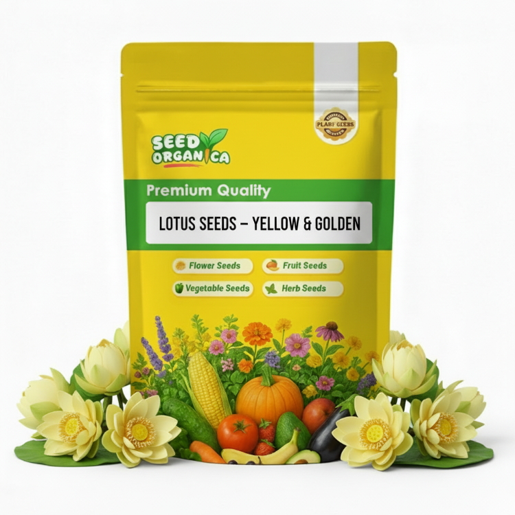 Lotus Seeds – Yellow & Golden