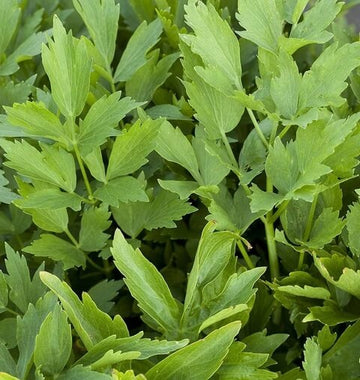 Lovage Seeds – Heirloom