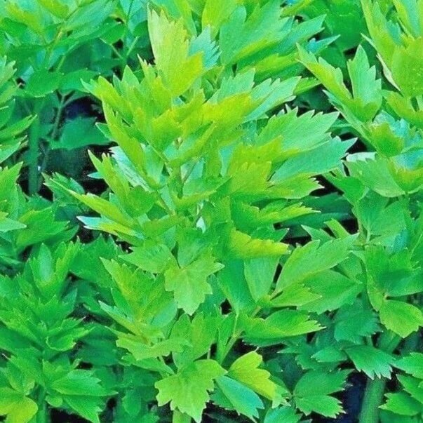 Lovage Seeds – Heirloom
