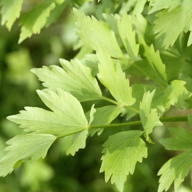 Lovage Seeds – Heirloom