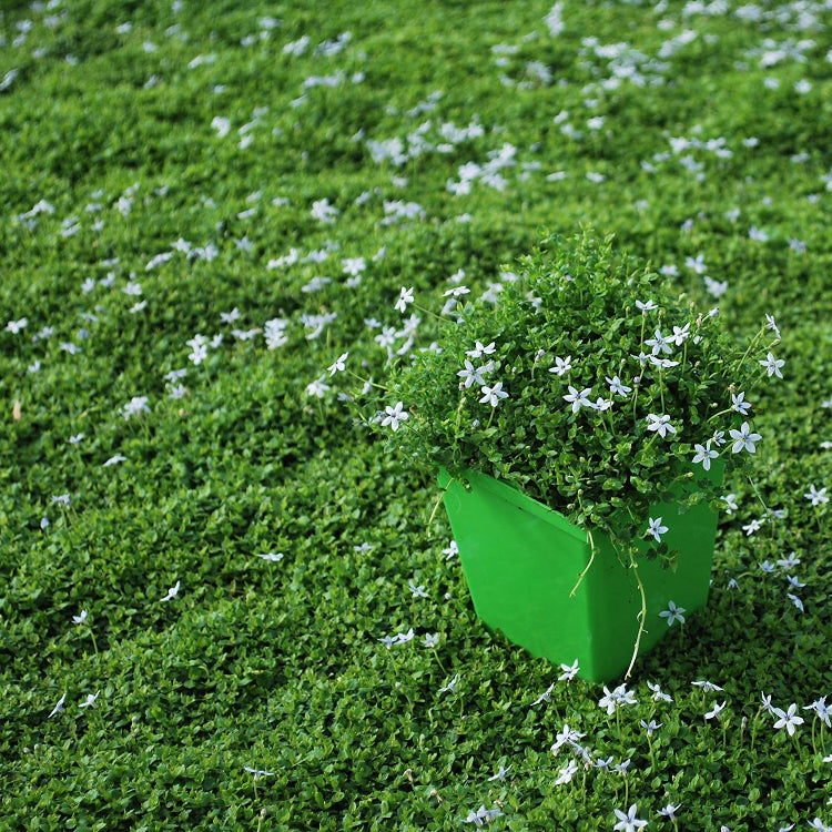 Low Growing Flower Plants Seeds