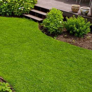 Low Maintenance Lawn Seeds