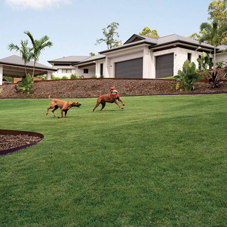 Low Maintenance Lawn Seeds