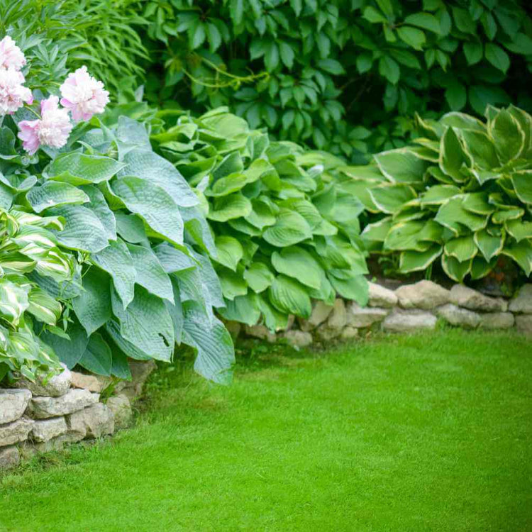 Low Maintenance Lawn Seeds