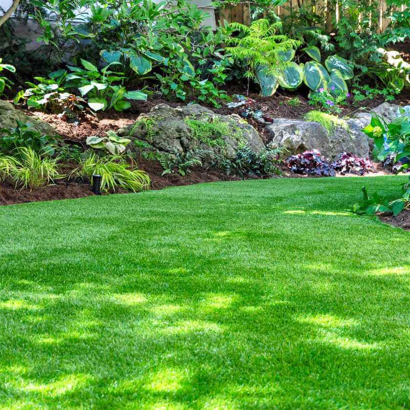 Low Maintenance Lawn Seeds