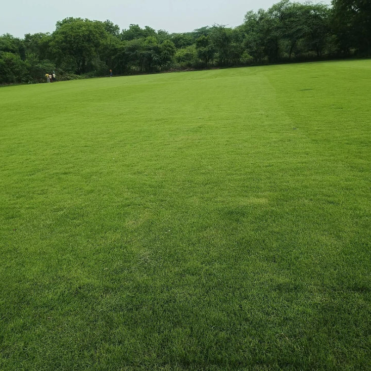 Low Maintenance Lawn Seeds