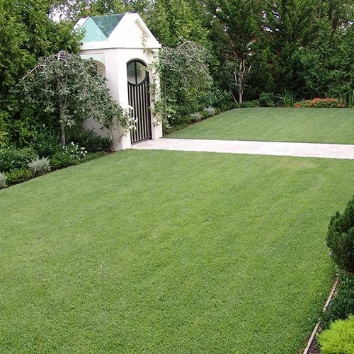 Low Maintenance Lawn Seeds - Flower Plant