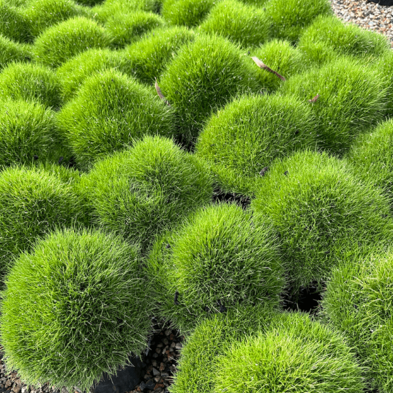 Low Maintenance Lawn Seeds - Flower Plant