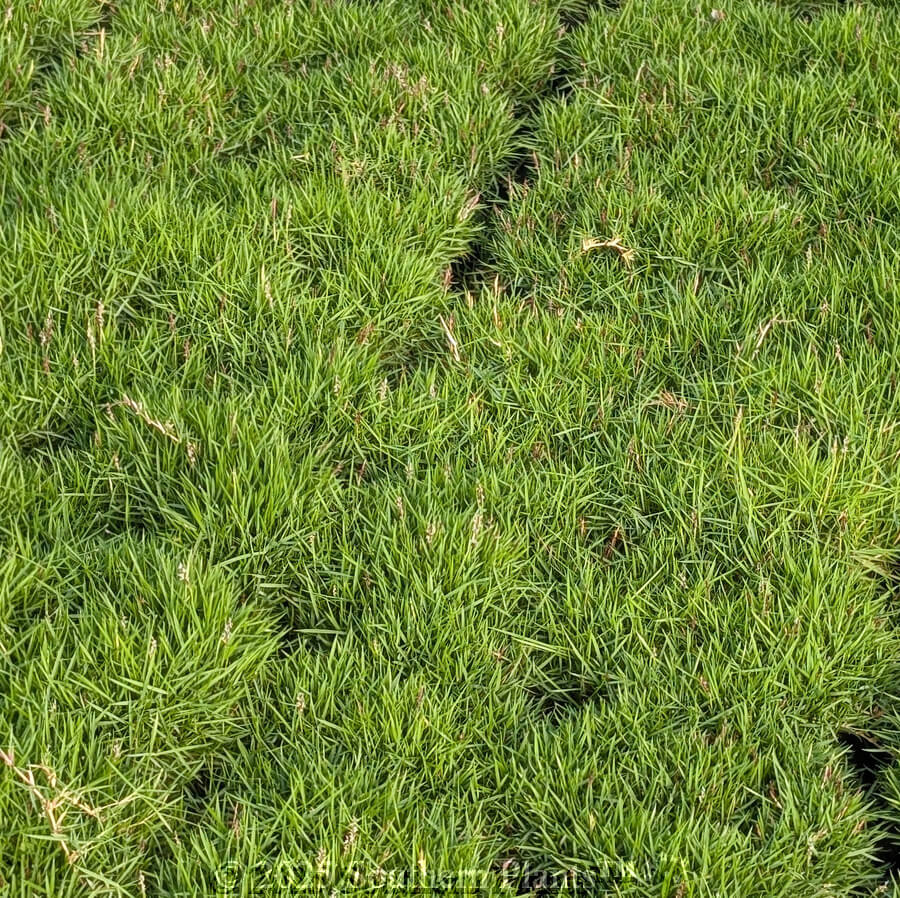 Low Maintenance Lawn Seeds - Flower Plant