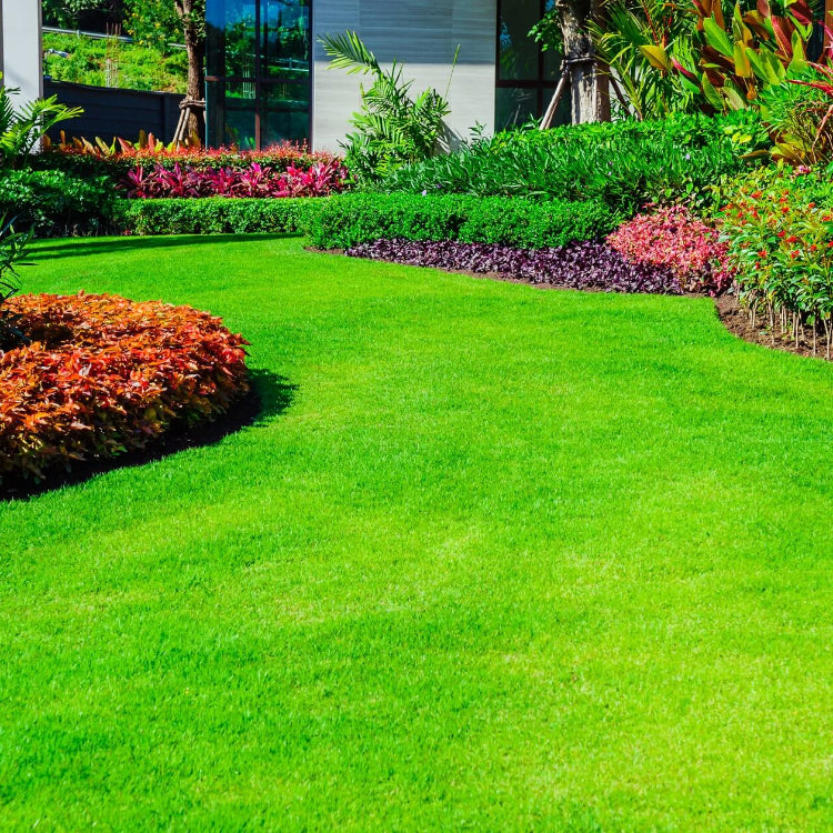 Low Maintenance Lawn Seeds - Flower Plant