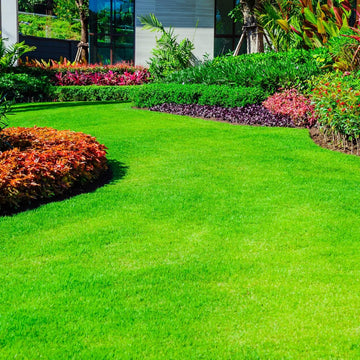 Low Maintenance Lawn Seeds - Flower Plant