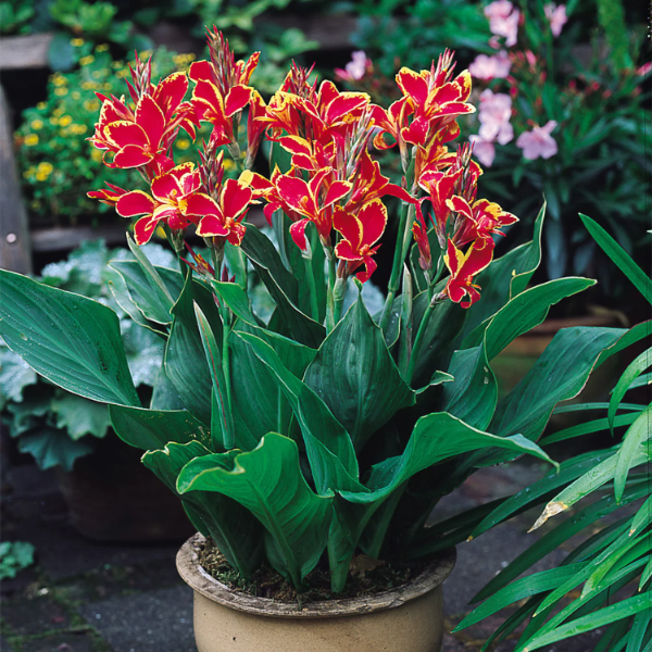 Lucifer Canna Seeds
