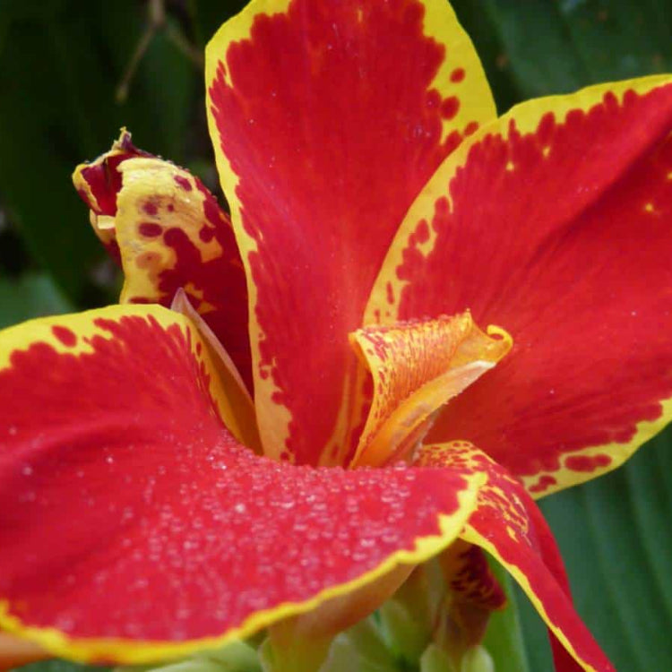 Lucifer Canna Seeds