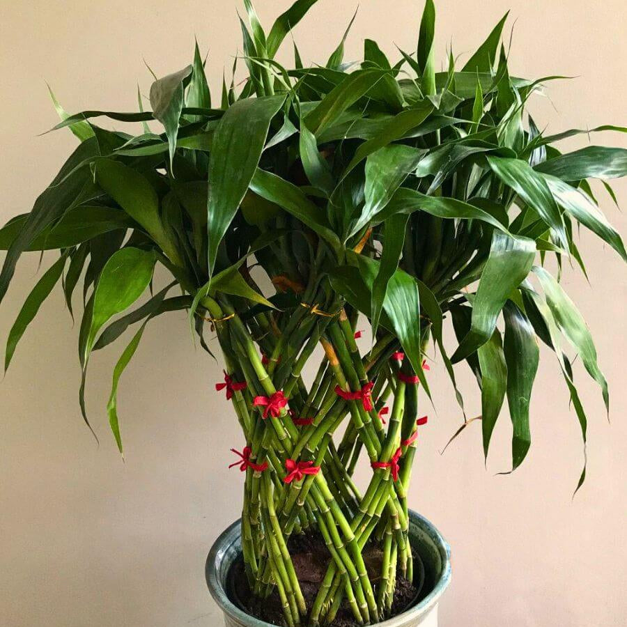 Lucky Bamboo Dracaena Seeds