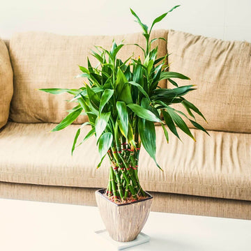 Lucky Bamboo Dracaena Seeds