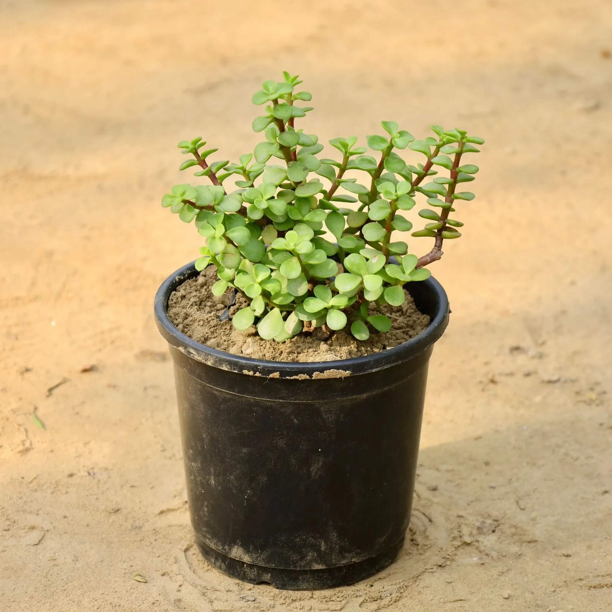 Lucky Jade Plant Seeds